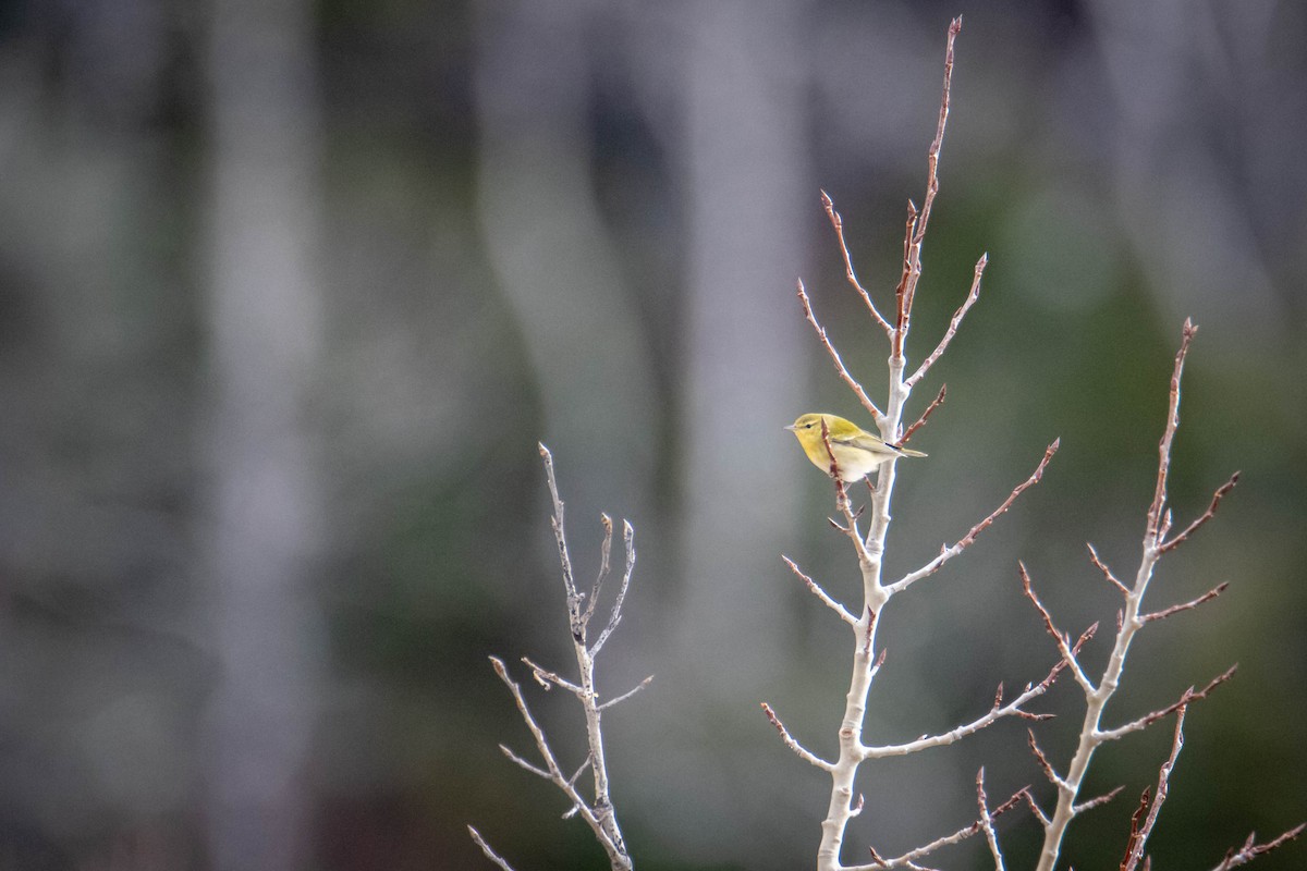 møllparula - ML644659062