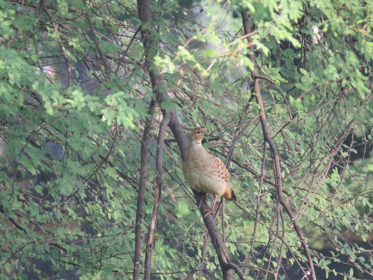 Gray Francolin - ML644659063
