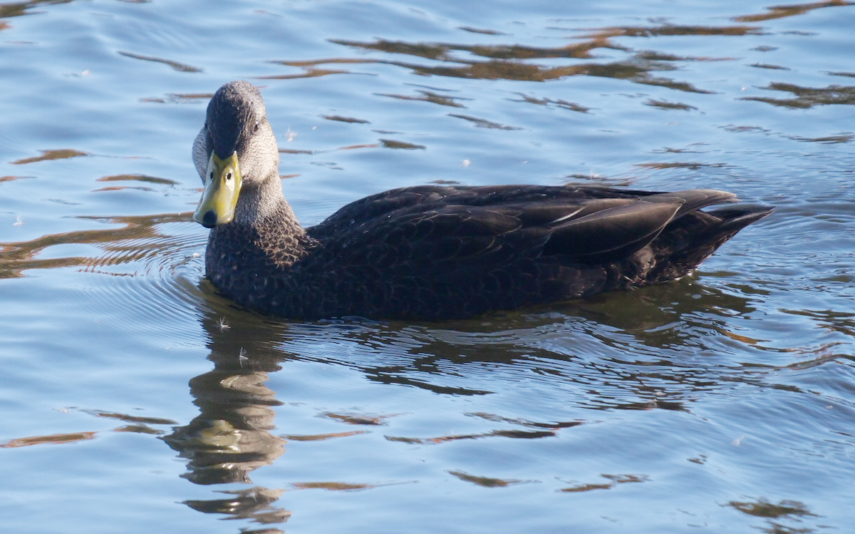 kachna tmavá - ML644659066