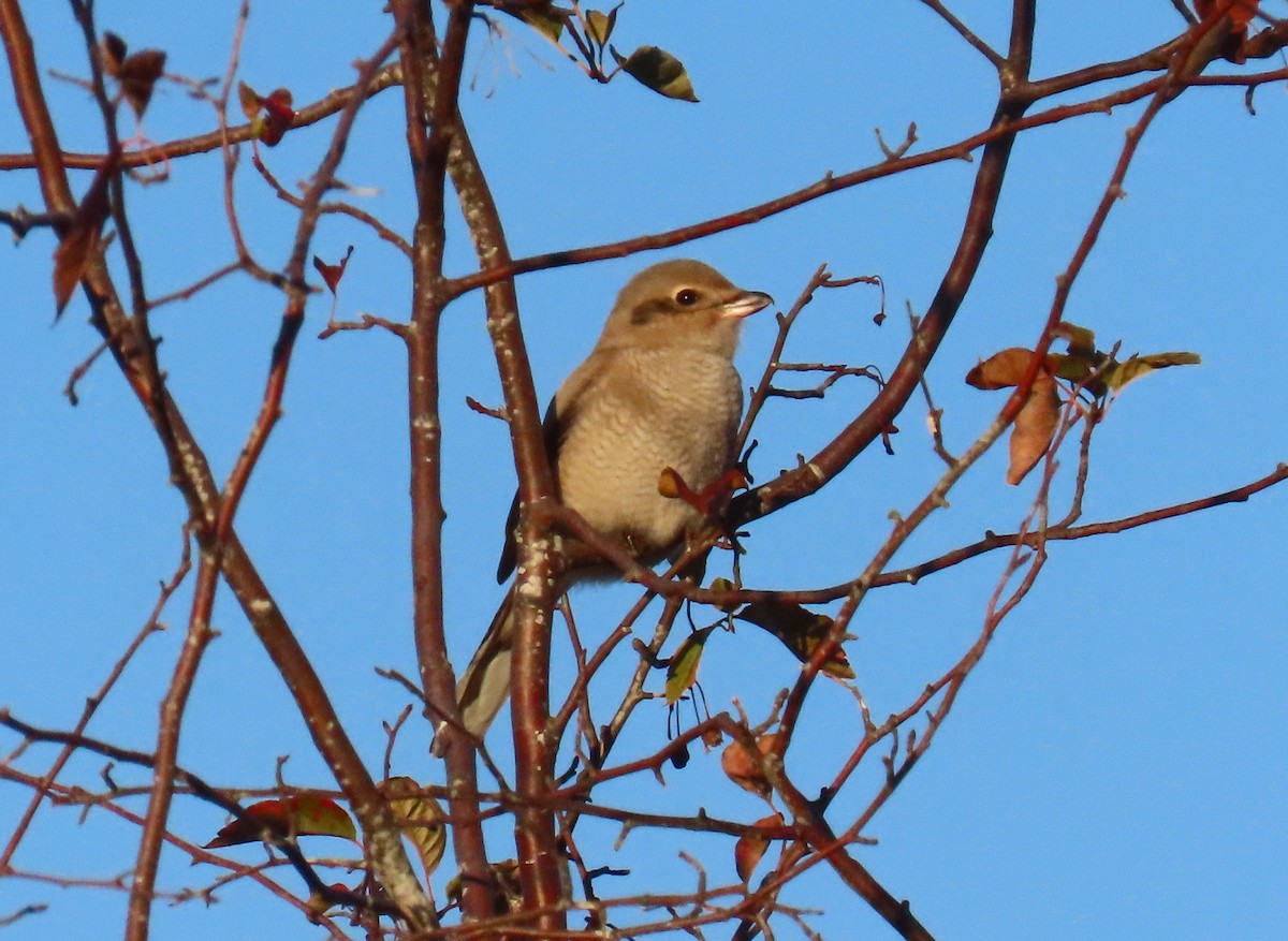 ťuhýk severní - ML644659067