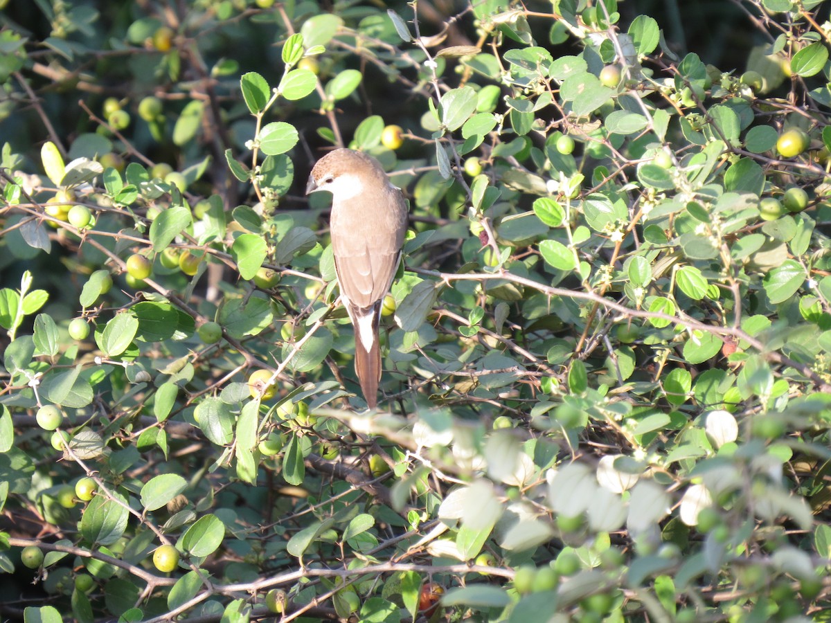 Indian Silverbill - ML644659073
