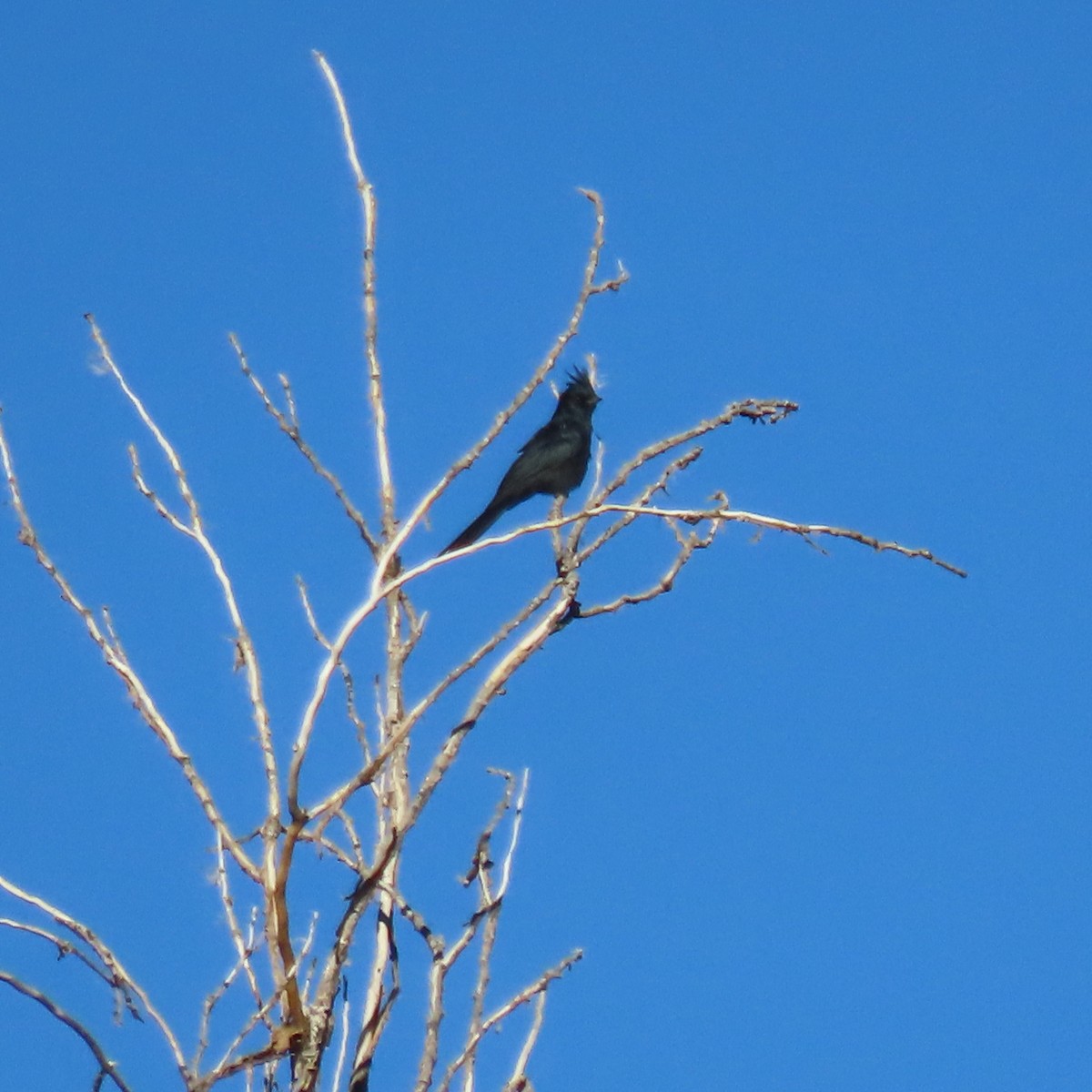 Phainopepla - ML644659075