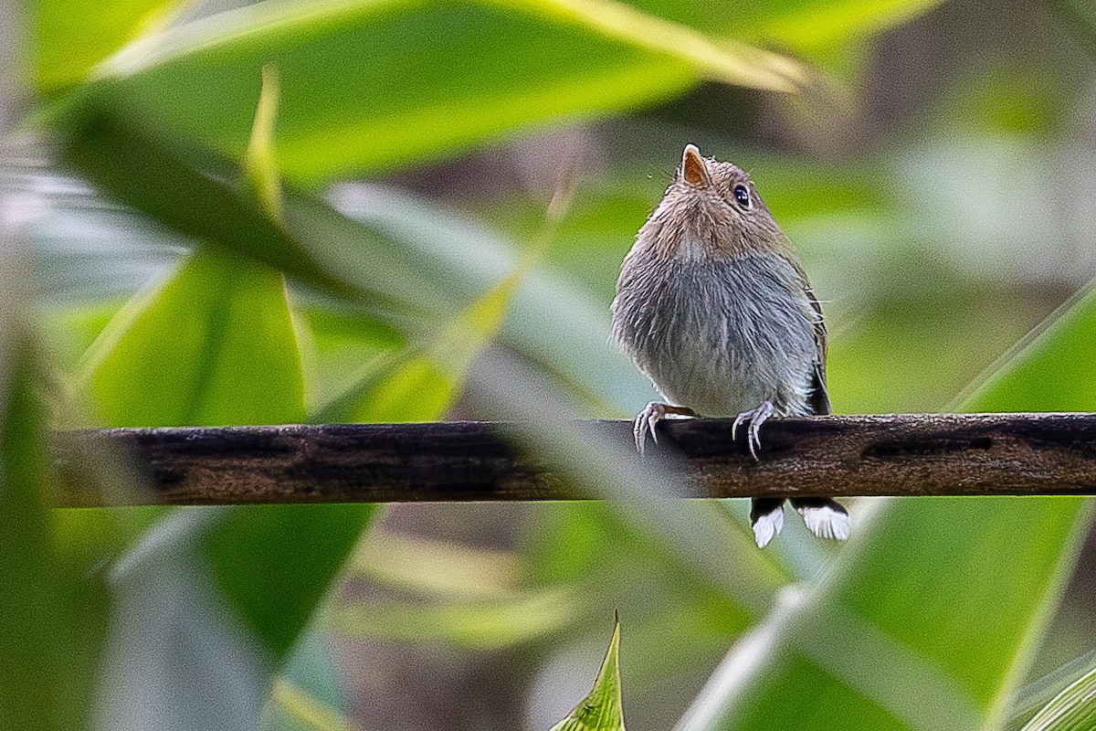 Вилохвостый тоди-тиранн - ML644659081