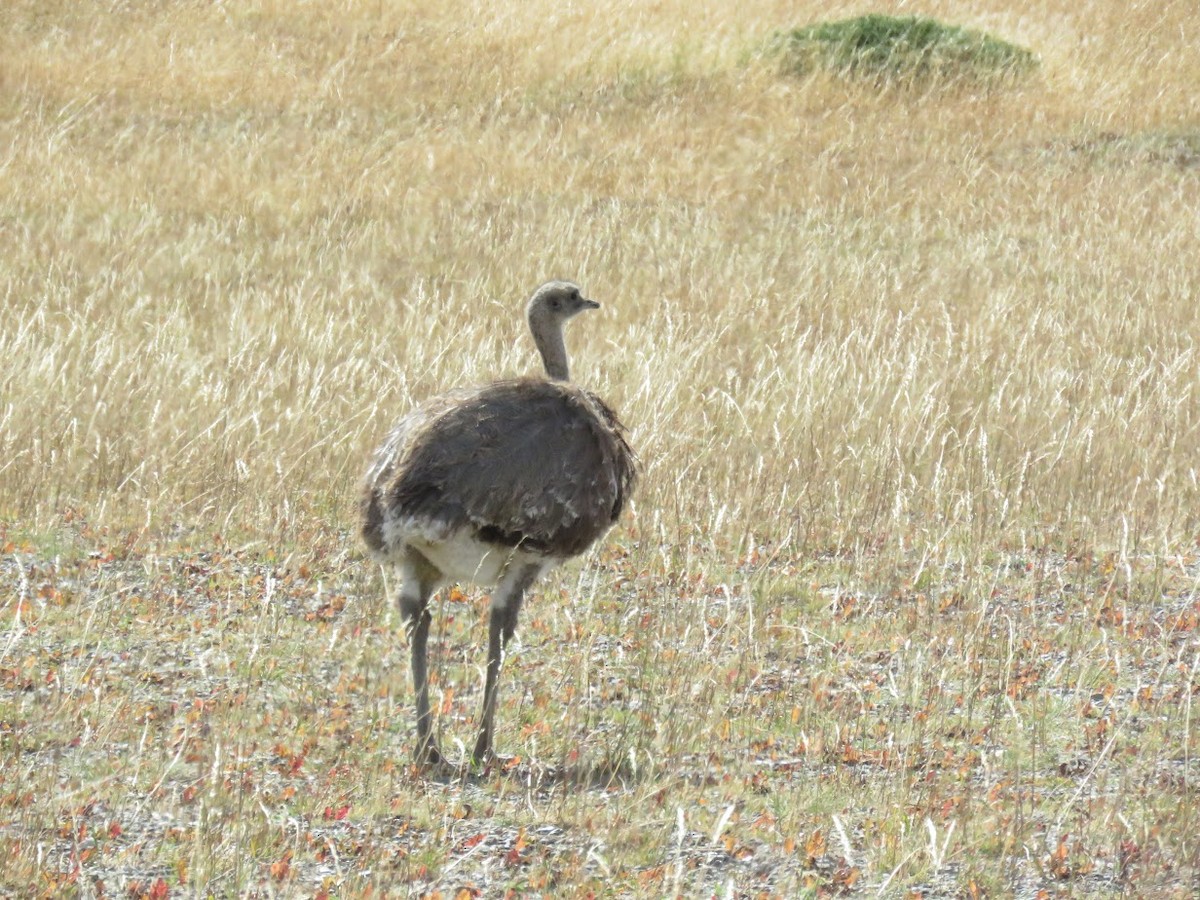 Lesser Rhea - ML644659083