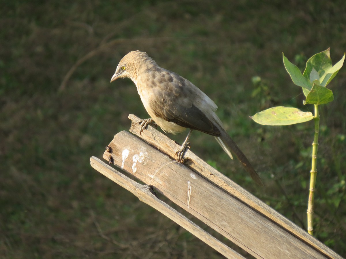 Large Gray Babbler - ML644659084