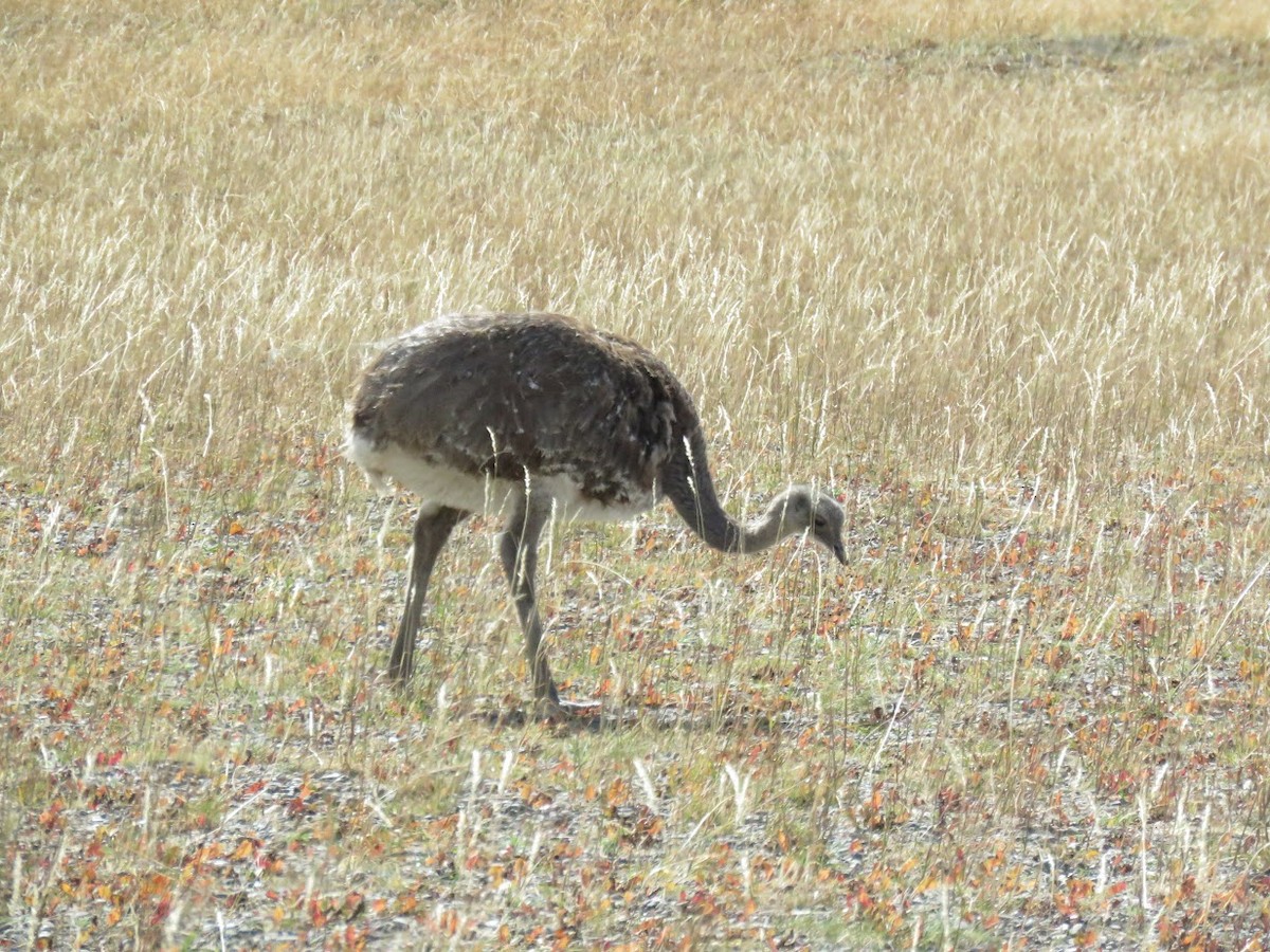 Lesser Rhea - ML644659090