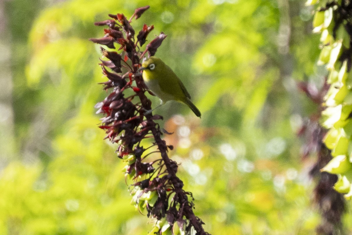 Kap Gözlükçüsü (capensis) - ML644659094