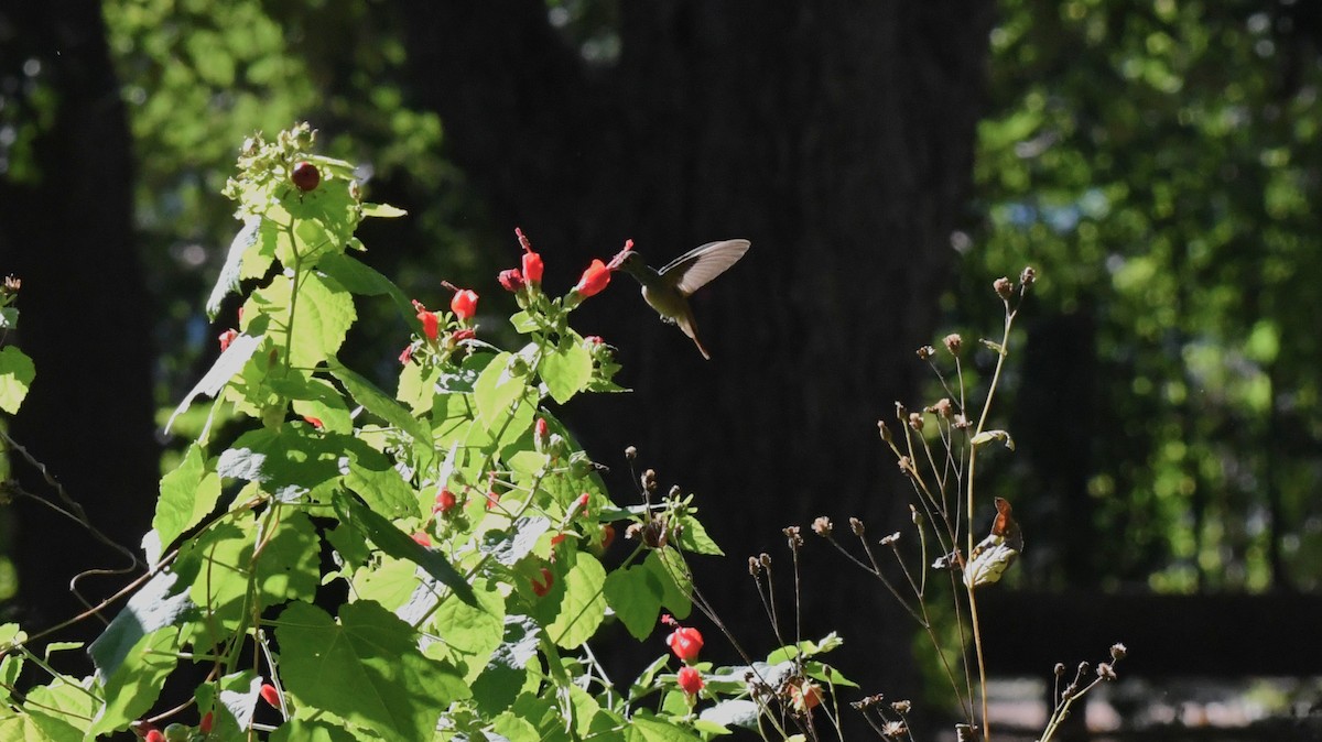 アカハシエメラルドハチドリ - ML644659098