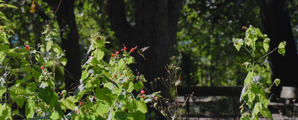 アカハシエメラルドハチドリ - ML644659099