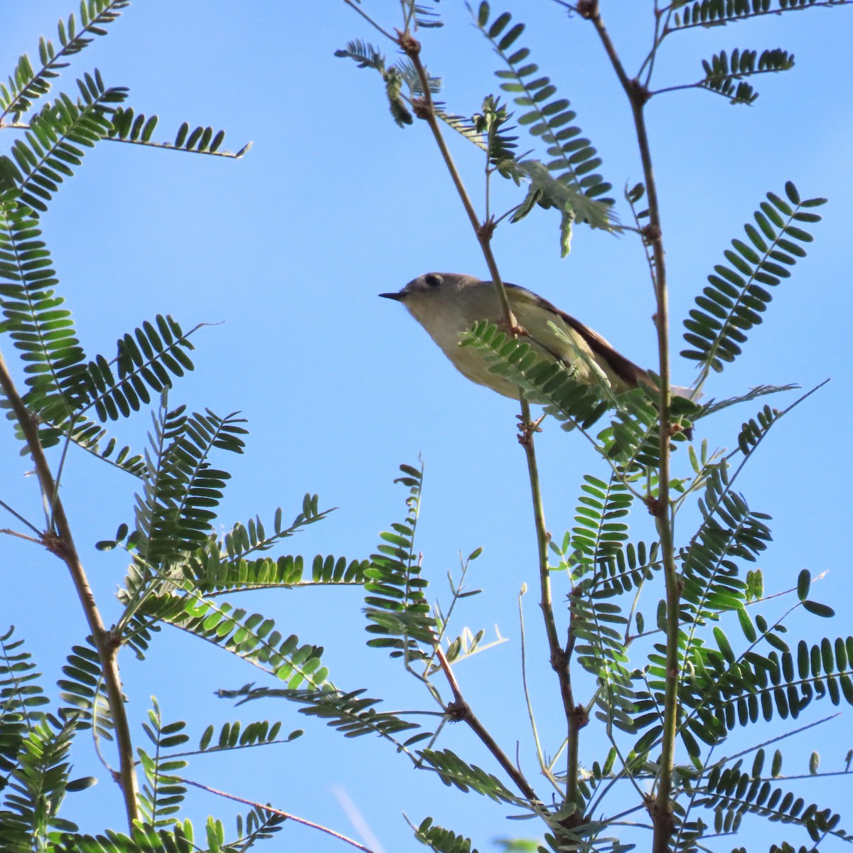 Erregetxo mottogorria - ML644659102