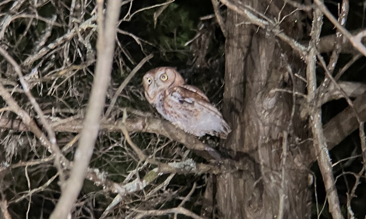 Eastern Screech-Owl - ML644659104