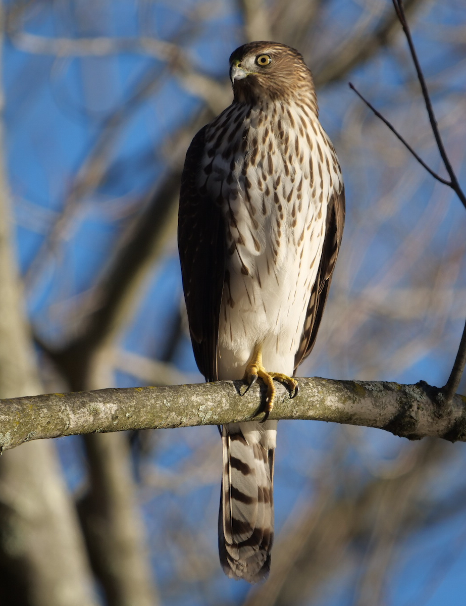 jestřáb americký - ML644659105