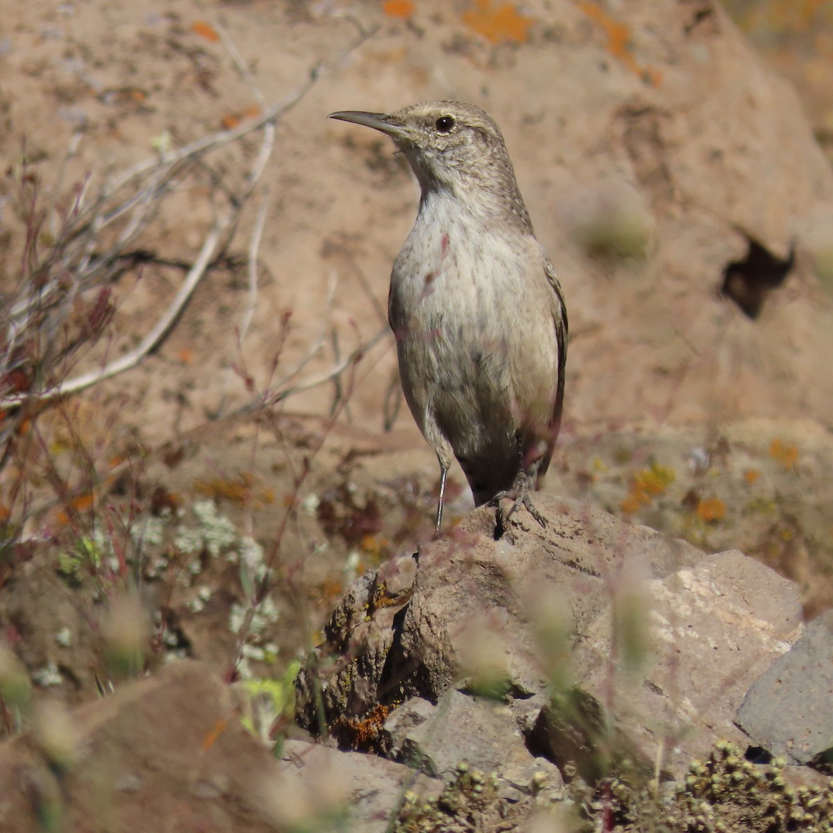 Rock Wren - ML644659110