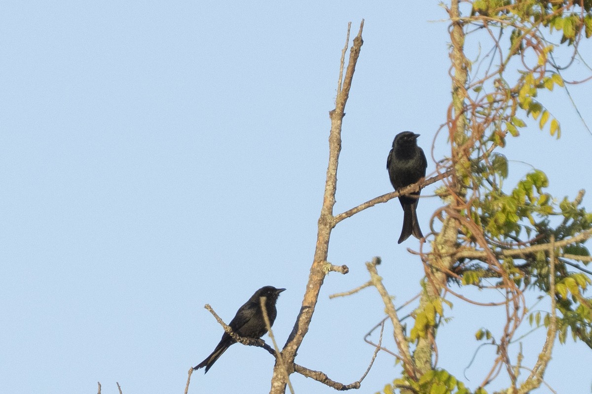 Fork-tailed Drongo (adsimilis Group) - ML644659116
