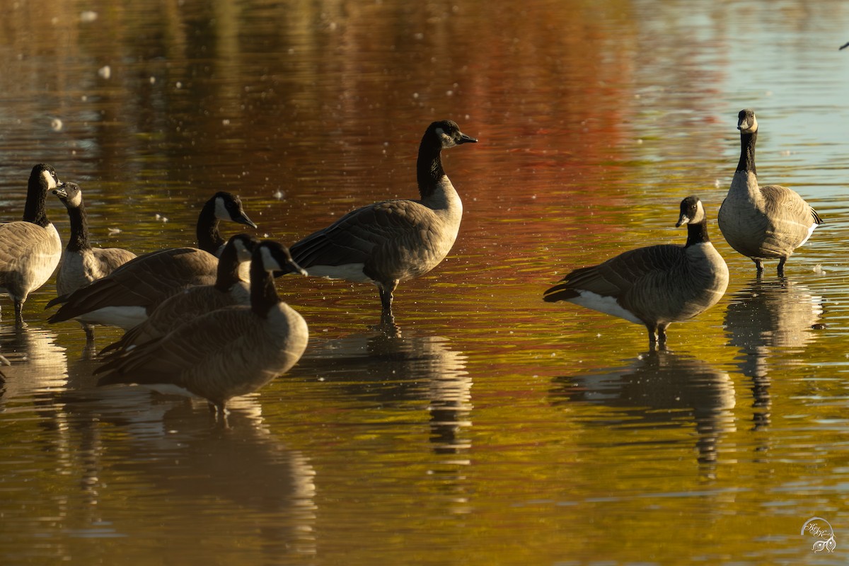 Kanadagans - ML644659118