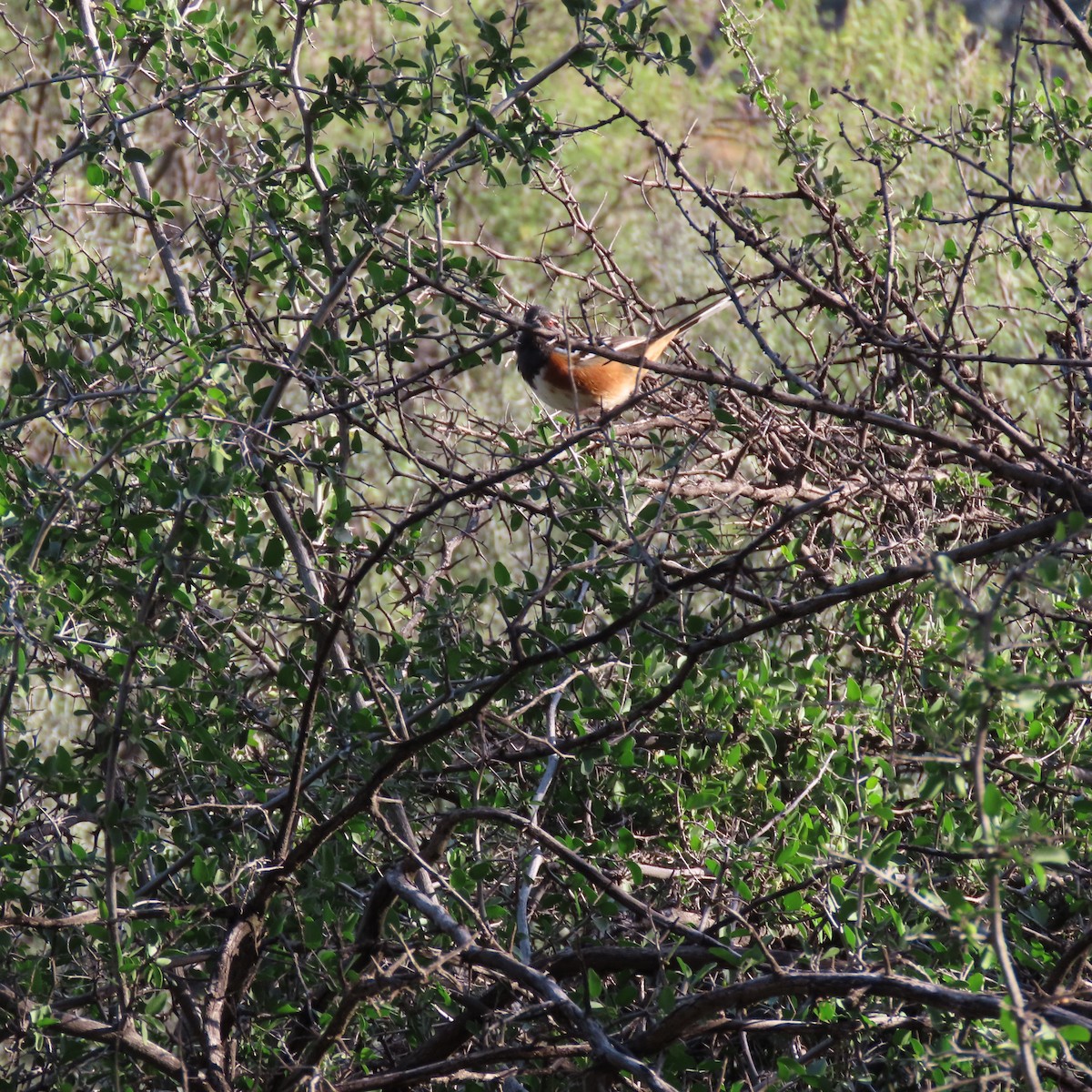 Spotted Towhee - ML644659121