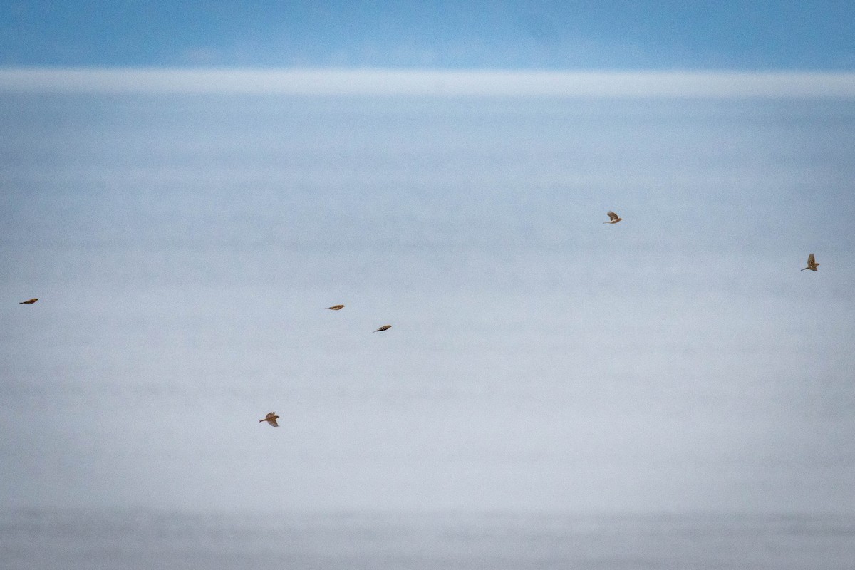 普通朱頂雀 - ML644659123