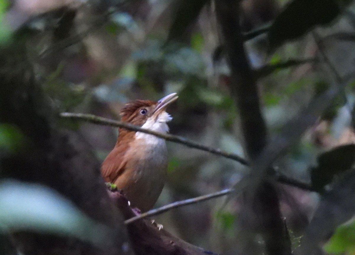 White-eyed Foliage-gleaner - ML644659136
