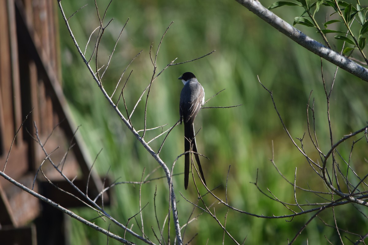 Fork-tailed Flycatcher - ML644659140