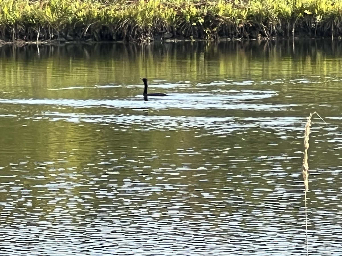 Cormoran à aigrettes - ML644659142