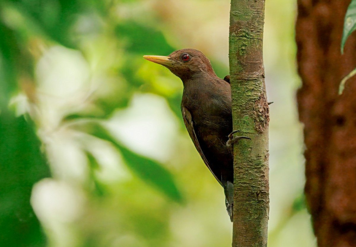 datel tmavočervený - ML644659143