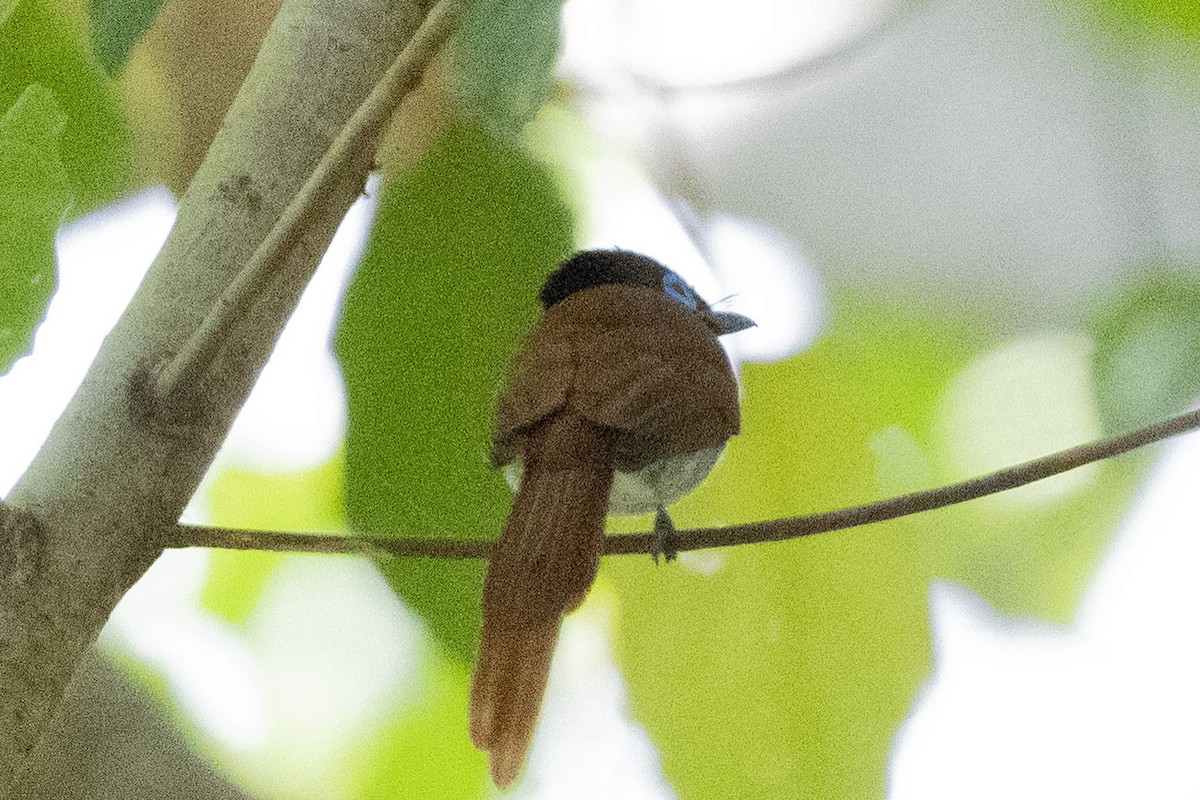 African Paradise-Flycatcher - ML644659145