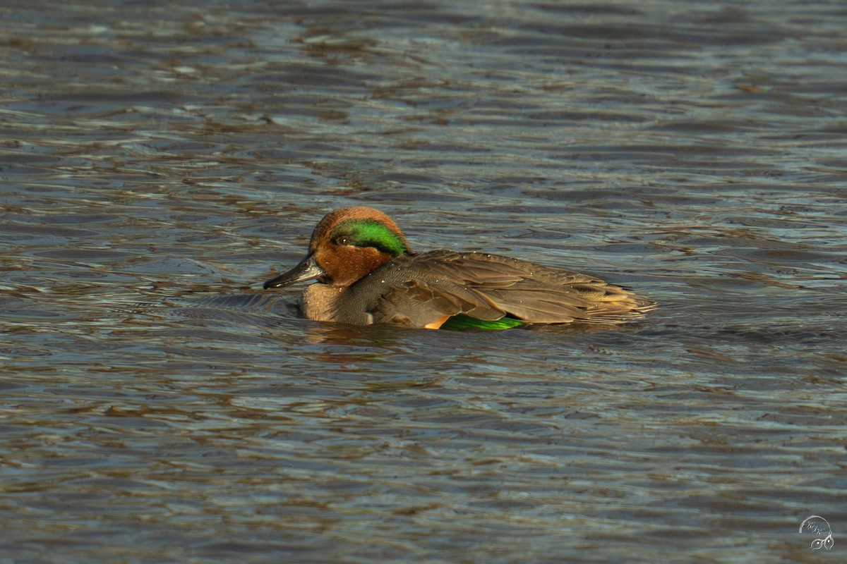 krikkand - ML644659164