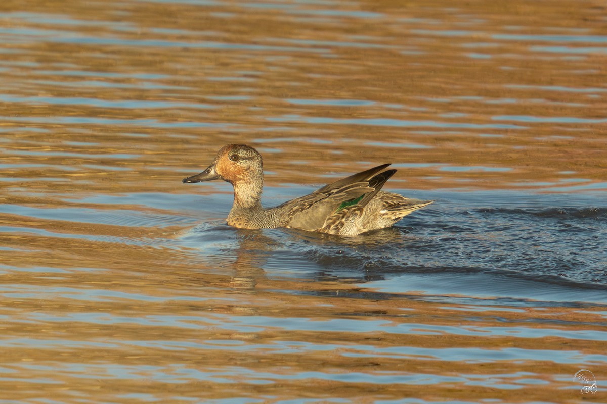 שרשיר - ML644659165