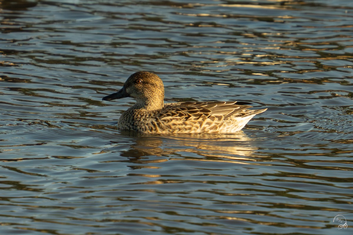 שרשיר - ML644659166