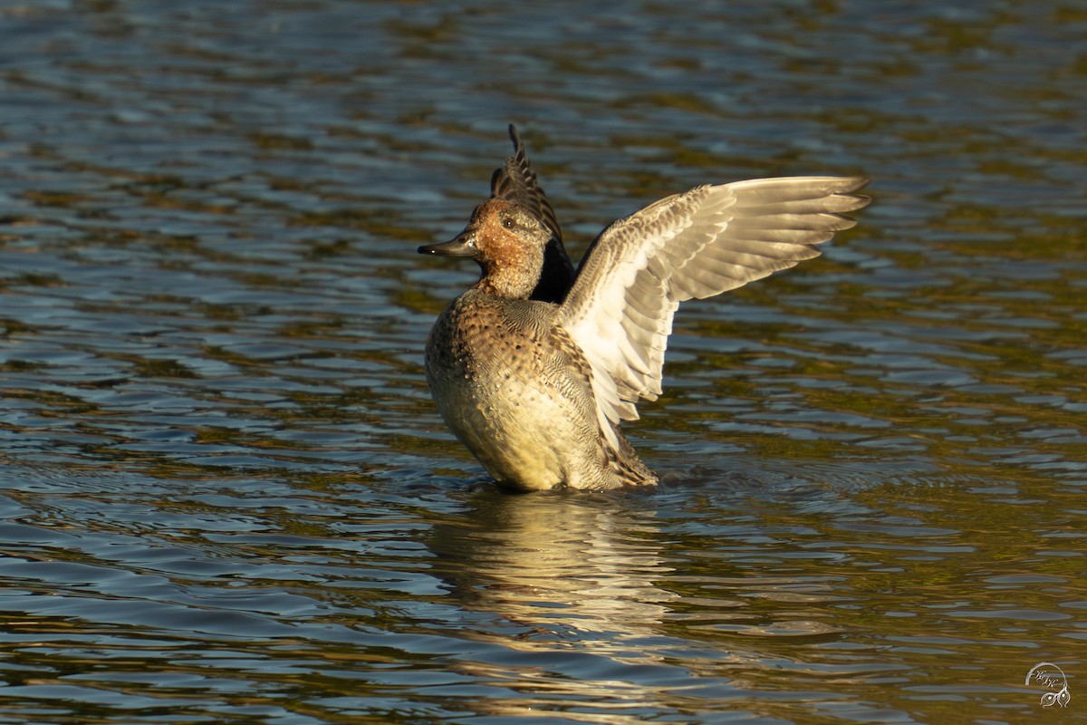 שרשיר - ML644659167