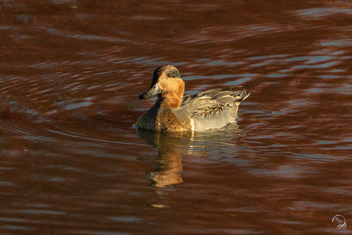 שרשיר - ML644659168