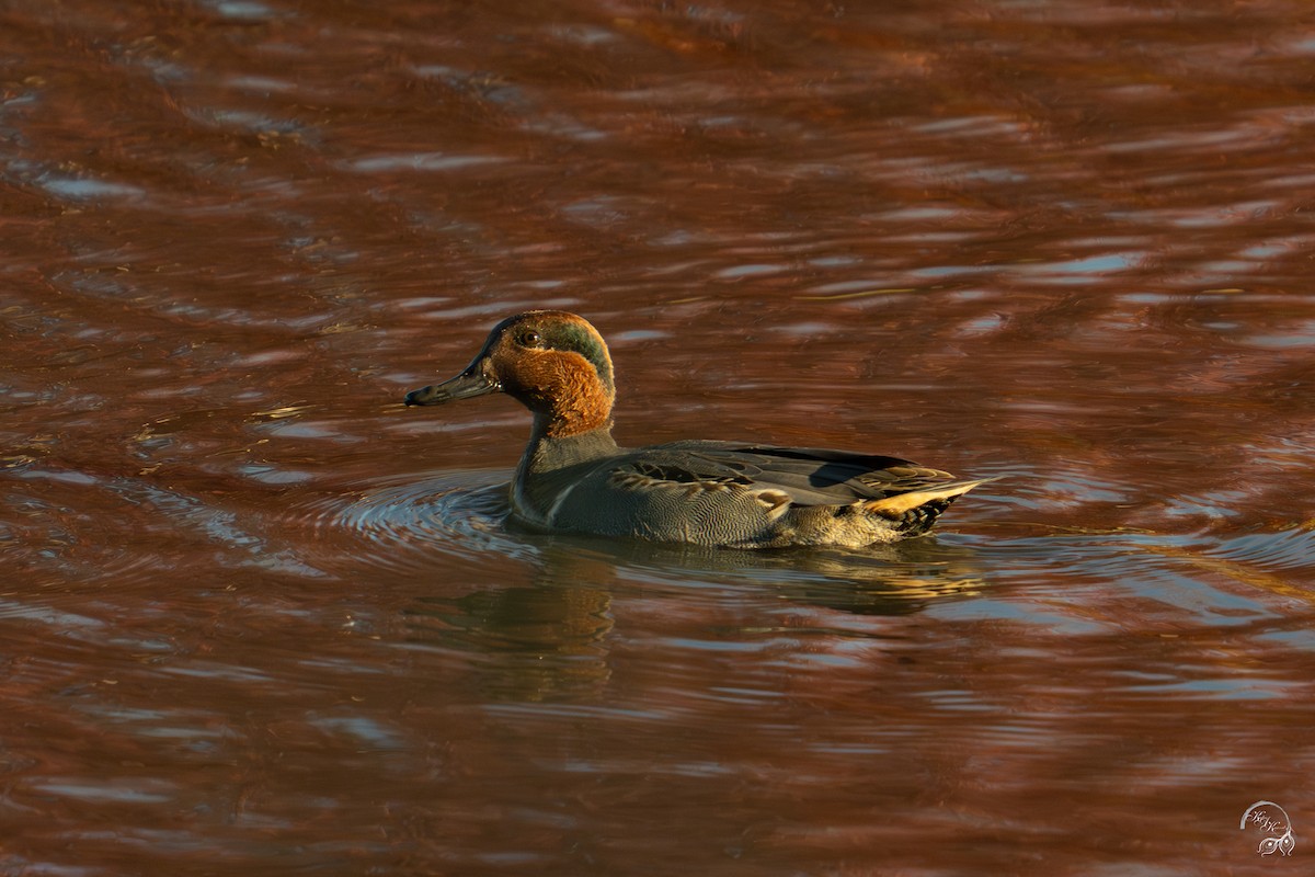 שרשיר - ML644659169