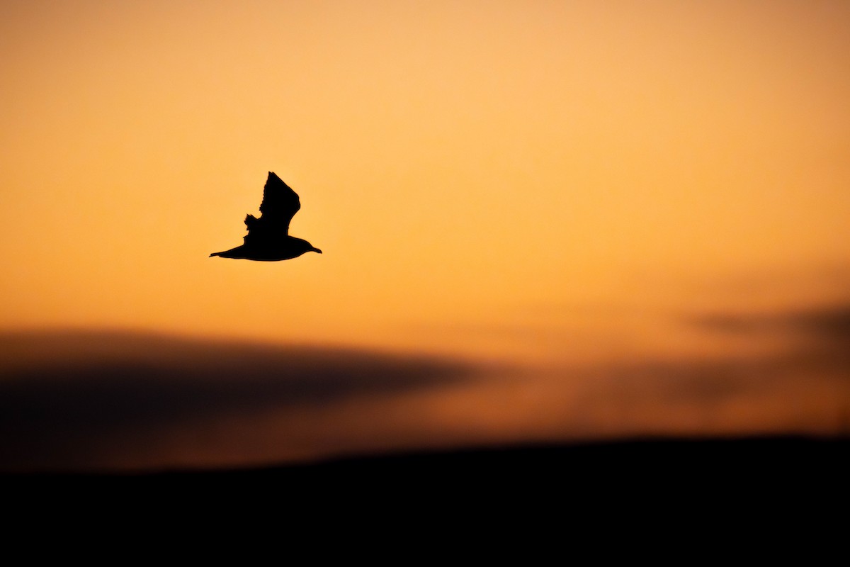 American Herring Gull - ML644659175