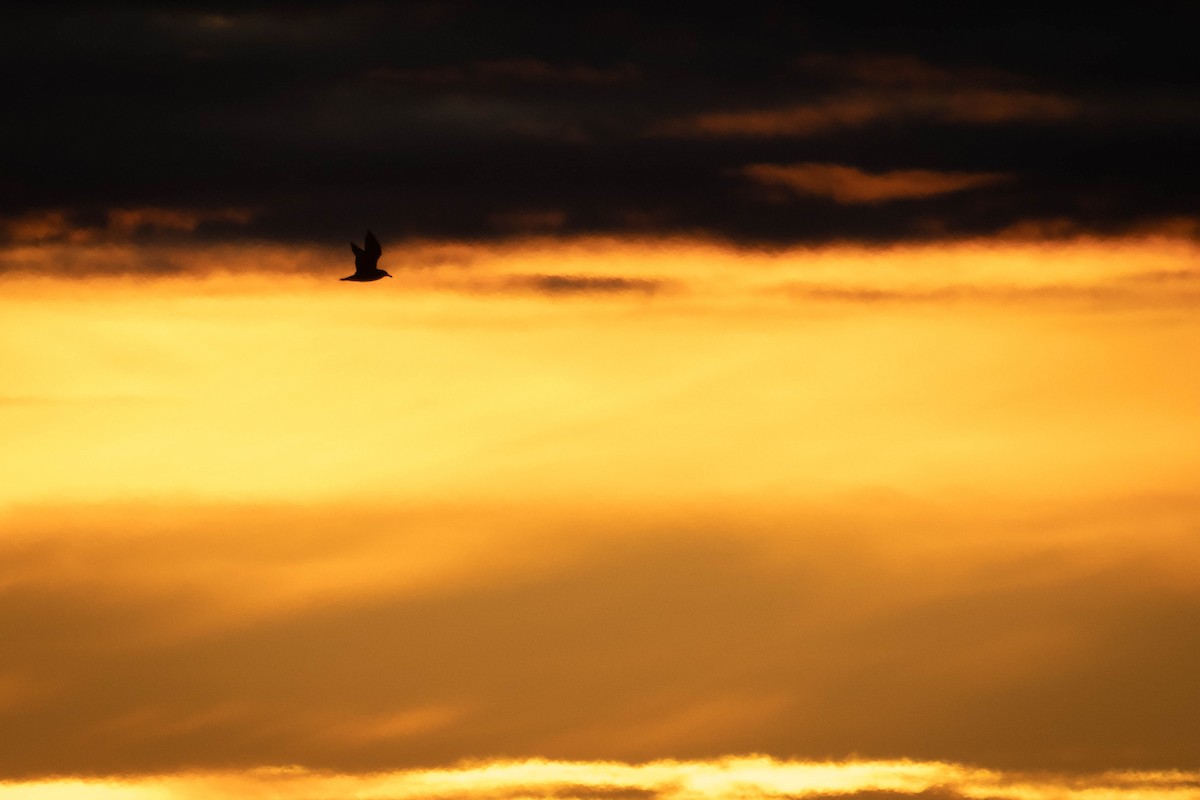 American Herring Gull - ML644659176