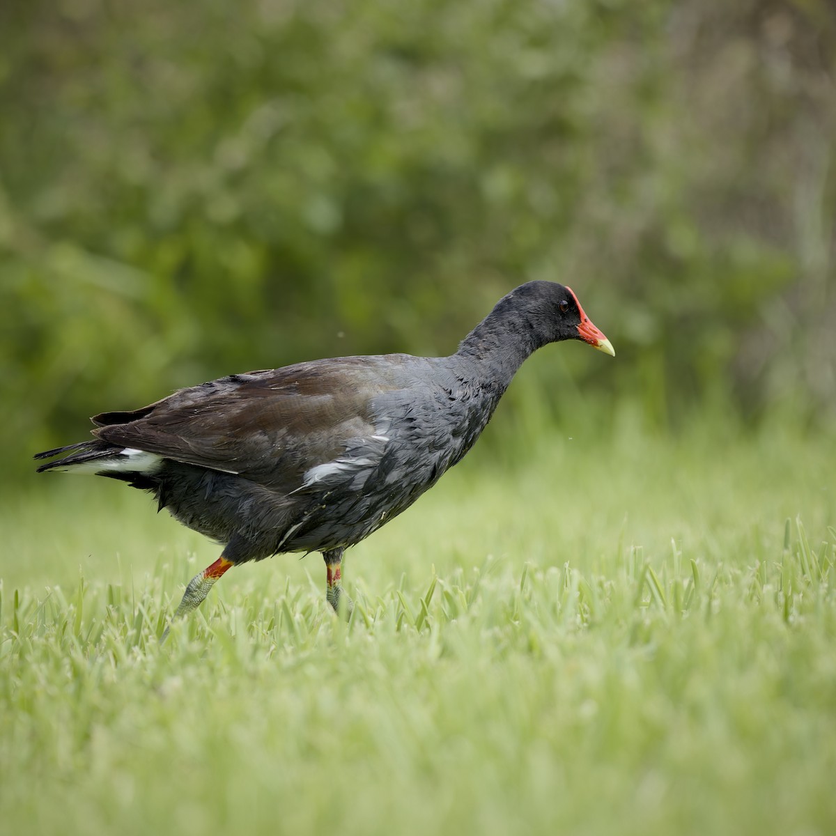 amerikasivhøne - ML644659179