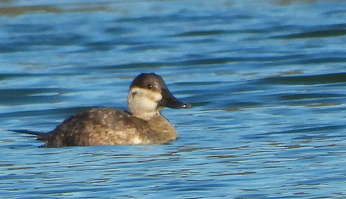 Ruddy Duck - ML644659181