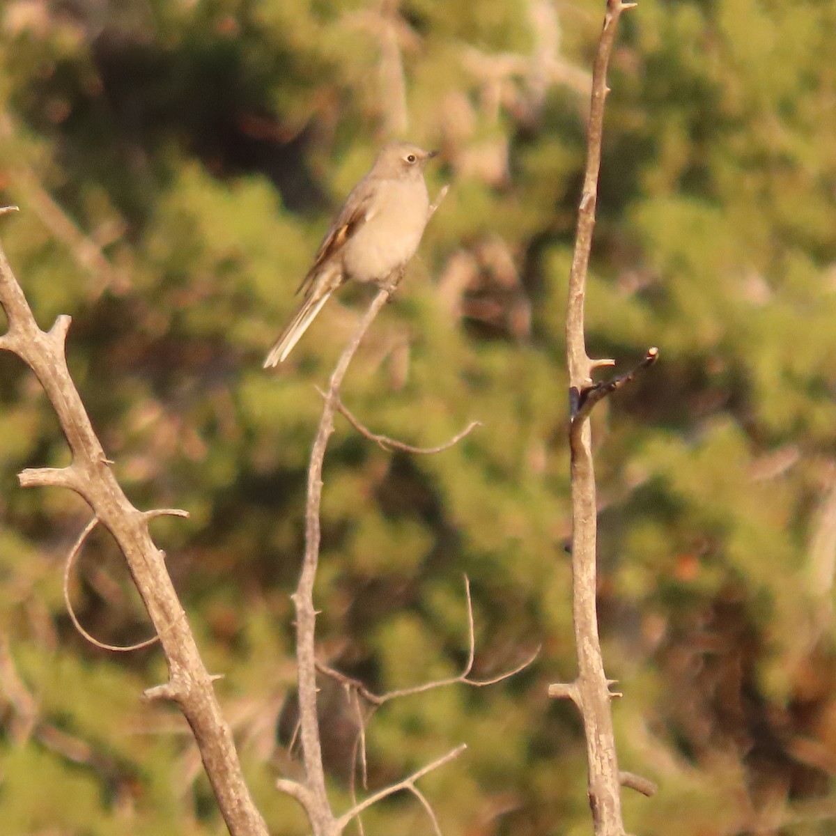 Townsend's Solitaire - ML644659182