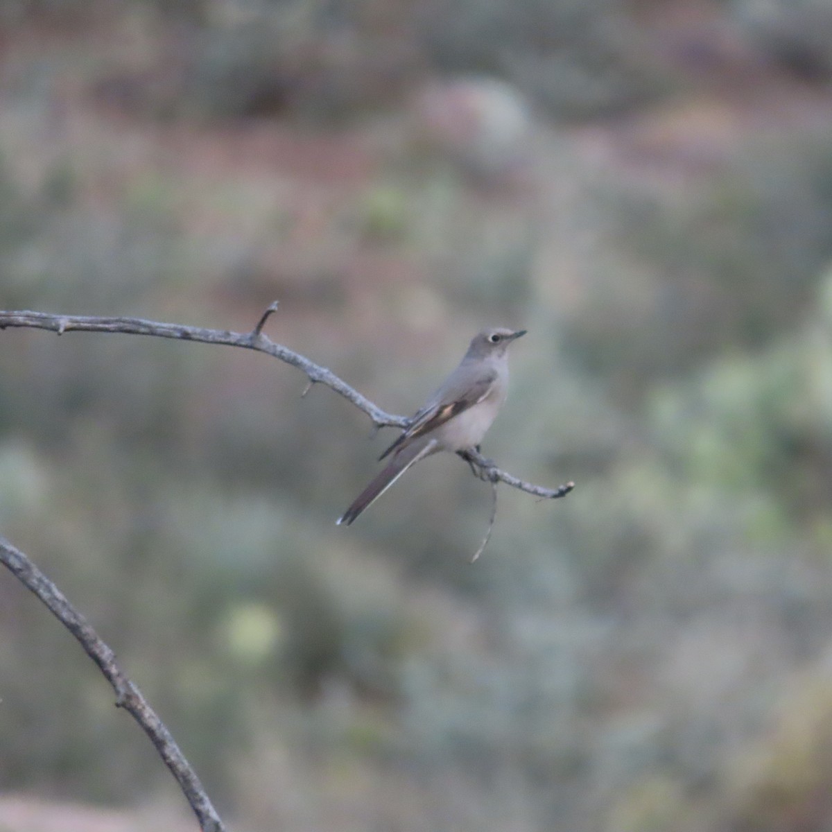 Townsend's Solitaire - ML644659183