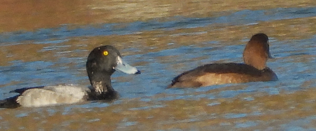 スズガモ - ML644659184