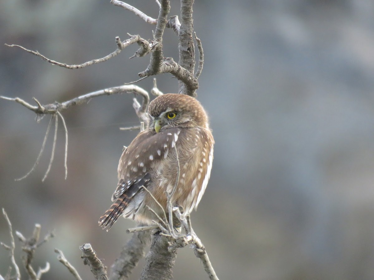 Austral Pygmy-Owl - ML644659186