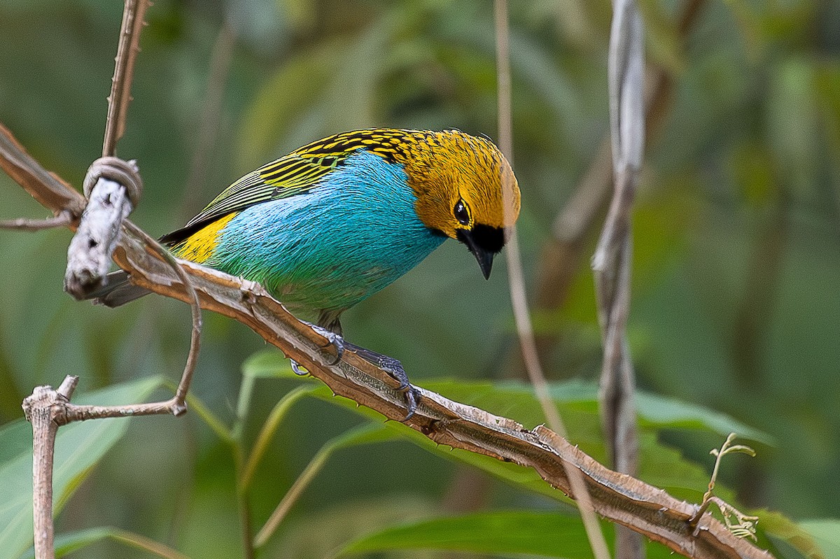 Gilt-edged Tanager - ML644659211