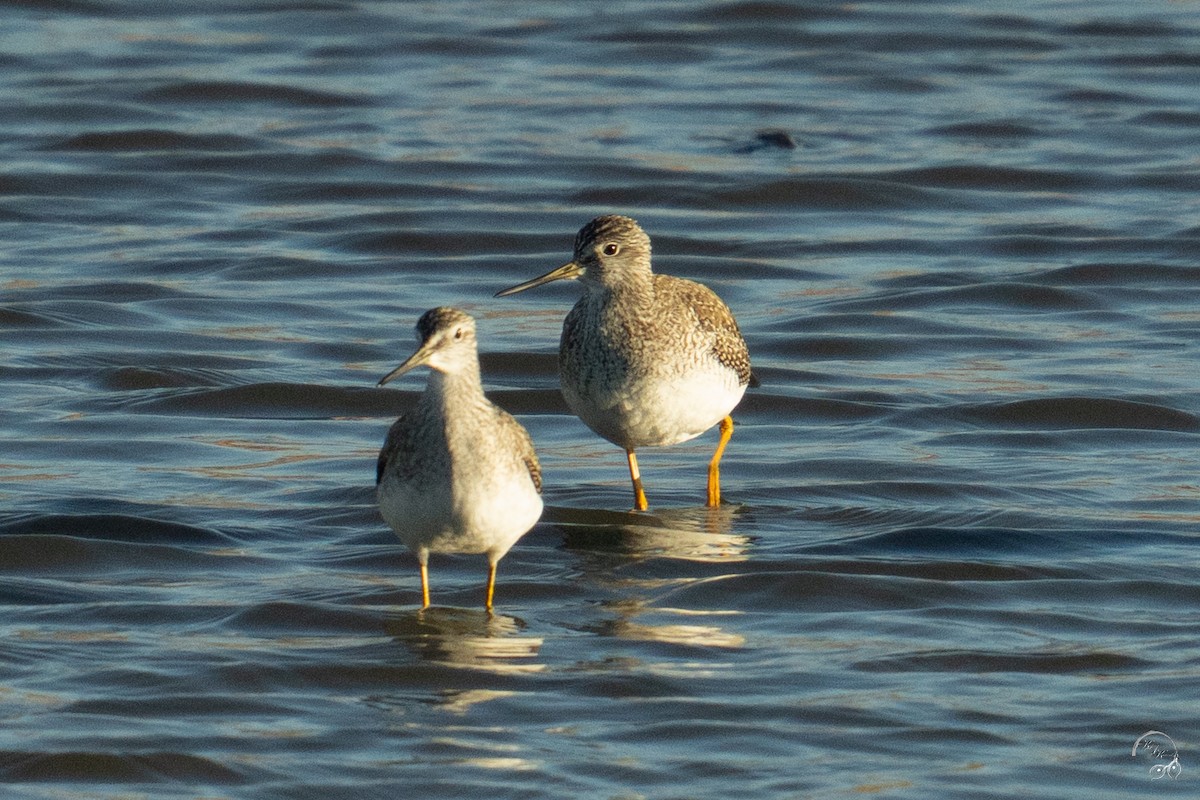 ביצנית עקודה - ML644659212