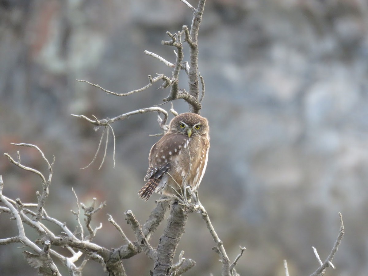 Austral Pygmy-Owl - ML644659214