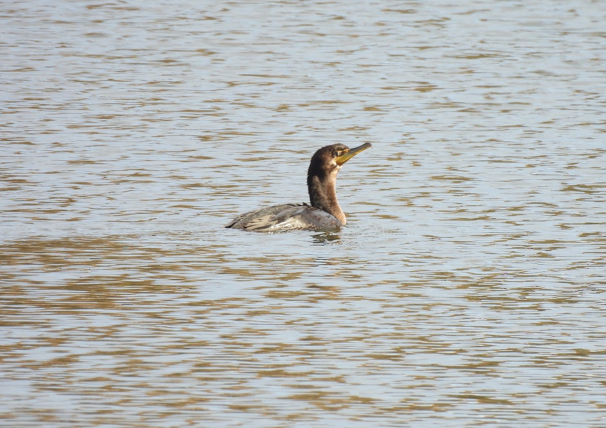 Cormoran à aigrettes - ML644659215