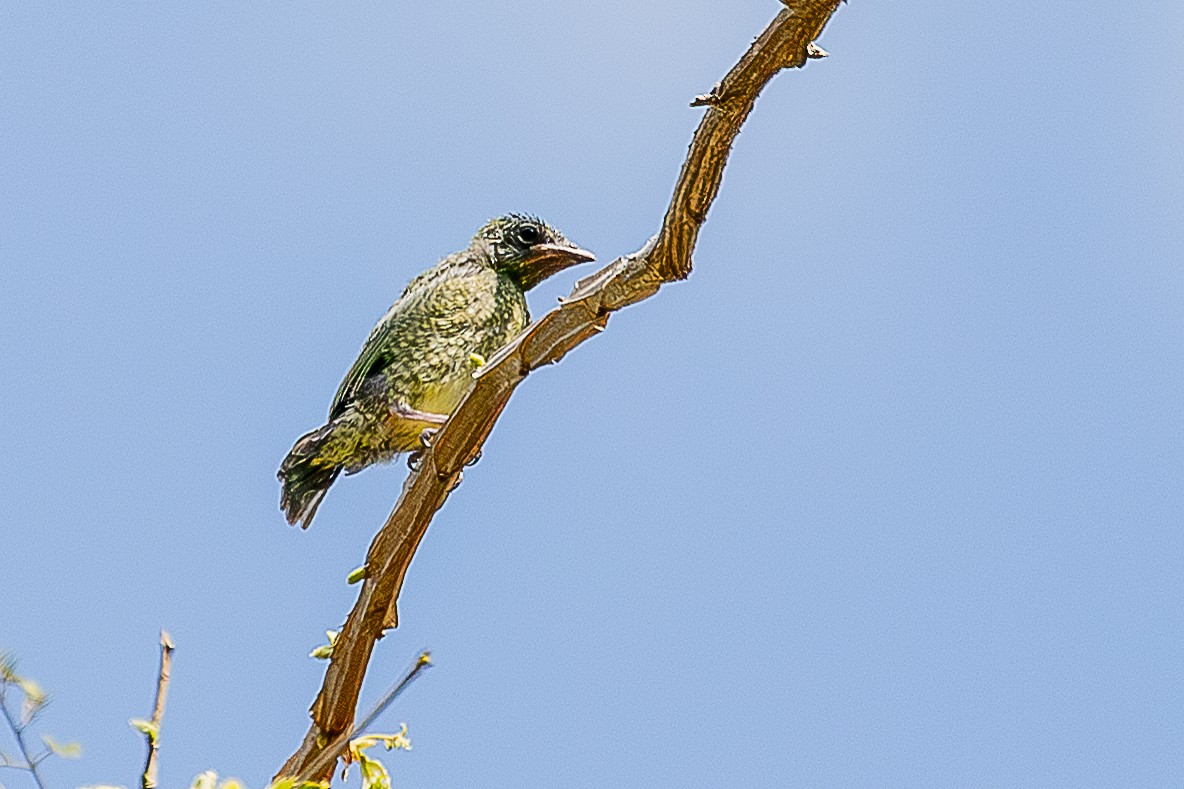 Swallow Tanager - ML644659218