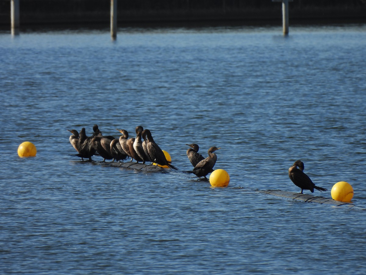 Cormoran à aigrettes - ML644659220