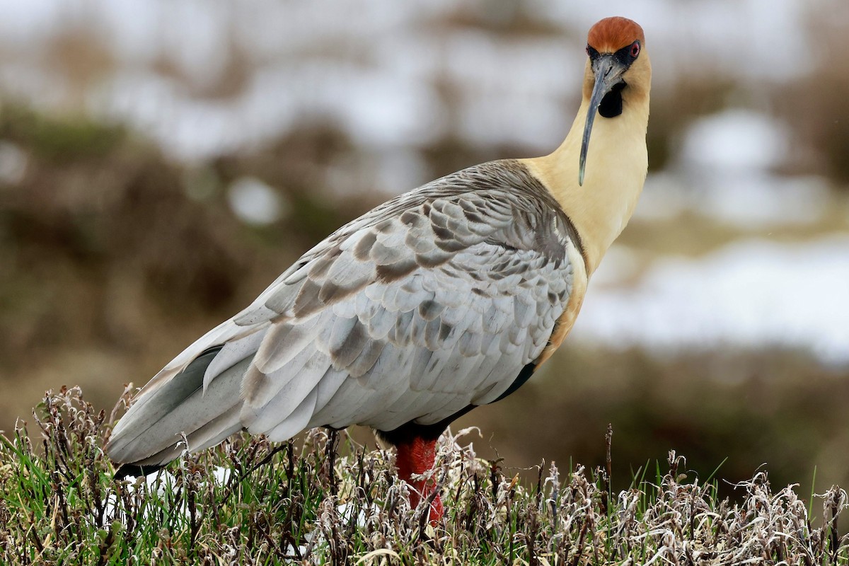 Bandurria Austral - ML644659222