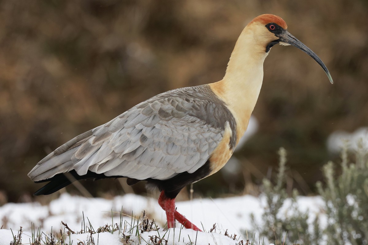 Bandurria Austral - ML644659223