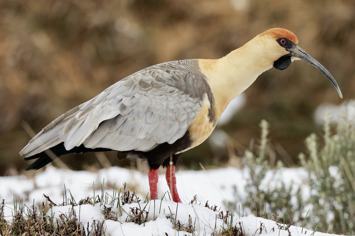 Bandurria Austral - ML644659224