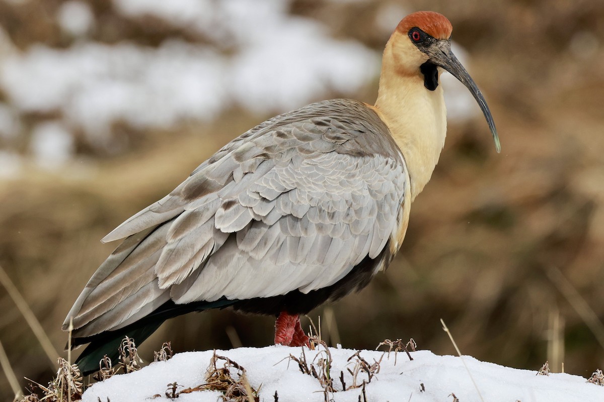 Bandurria Austral - ML644659225